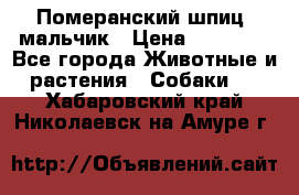 Померанский шпиц, мальчик › Цена ­ 35 000 - Все города Животные и растения » Собаки   . Хабаровский край,Николаевск-на-Амуре г.